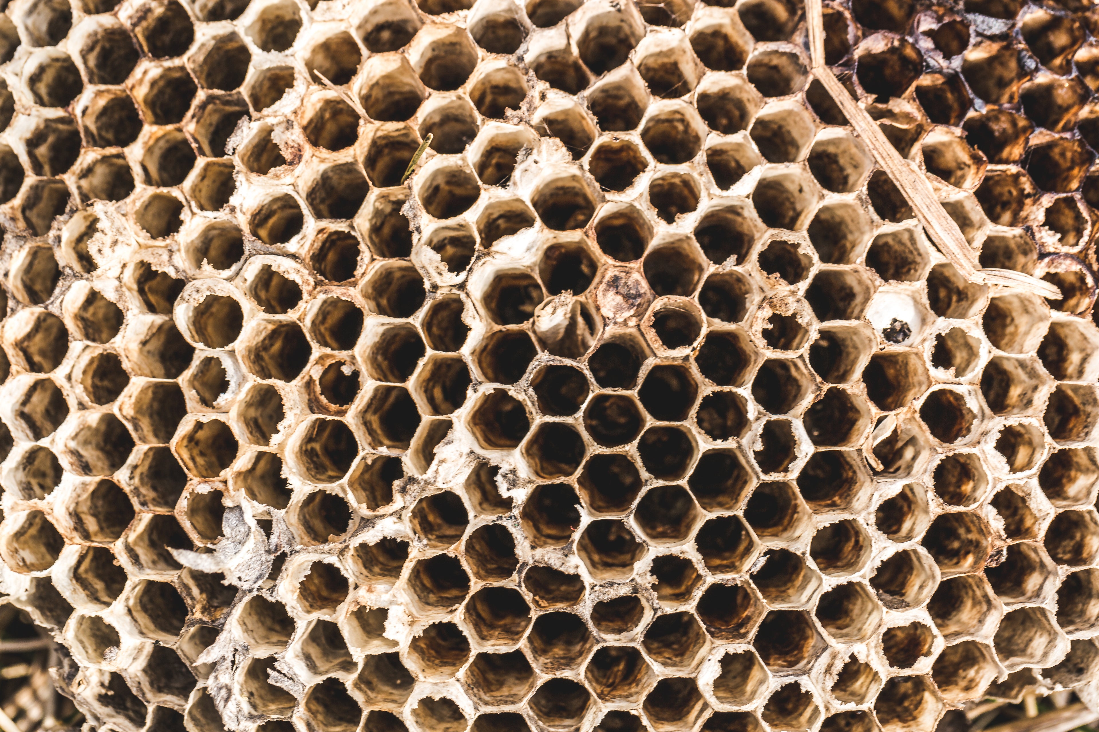 fallen-wasp-nest-texture - GroveWisdom